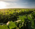 Feld mit Kautschukpflanzen zeigt natürliche Rohstoffe von Kautschukböden